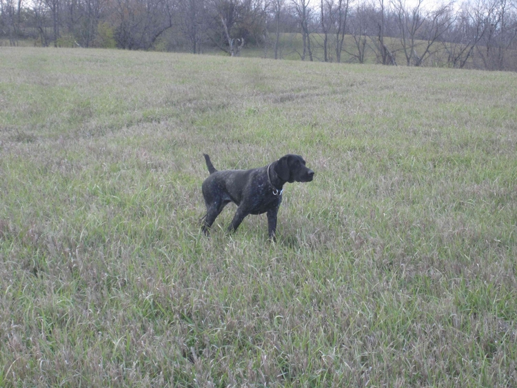 german shorthair puppies iowa german shorthair pointers for sale countryside gun dogs german shorthair puppies iowa german shorthair pointers for sale countryside gun dogs