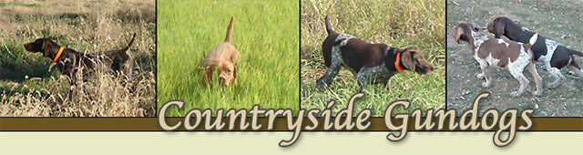 Started/Finished Dogs For Sale - Countryside Gun Dogs